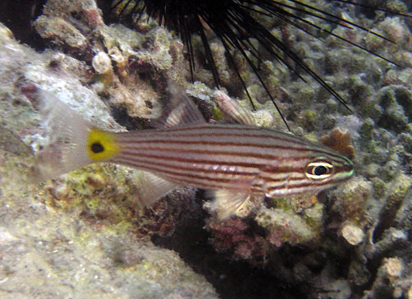 Cheilodipterus artus (Pesce cardinale lupo)